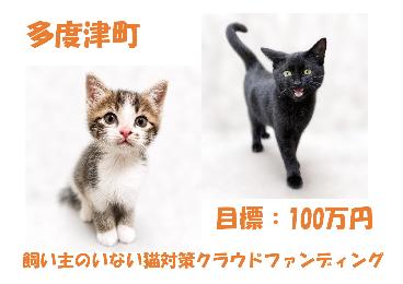 飼い主のいない猫写真03