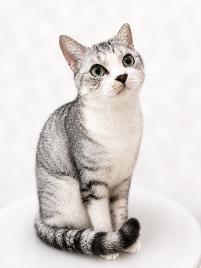飼い主のいない猫の写真01