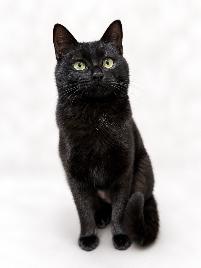 飼い主のいない猫の写真02