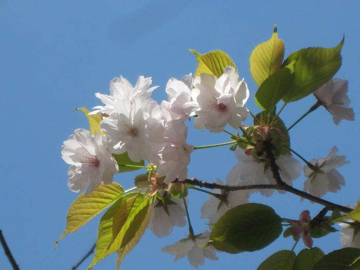 桃陵八重桜（2021年4月撮影）