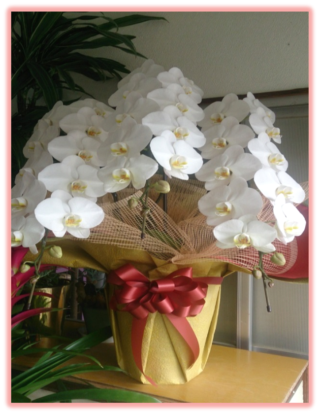 フラワーショップ じゅんの店内にて棚の上に置かれた白色の蘭の花が咲いている鉢植えの写真