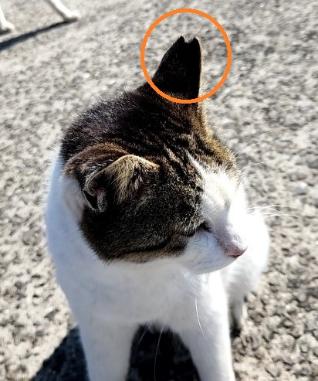 猫耳のV字カットは不妊去勢手術済みの目印です。