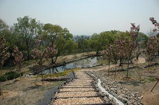桜の森高原内にある池を両端にサトザクラが咲く階段側から撮影した写真